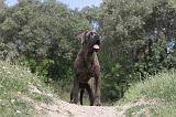 CANE CORSO 058